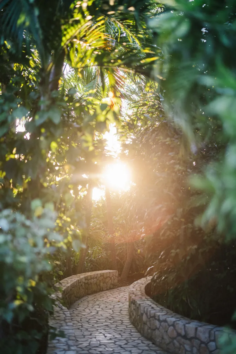 Sunlight filtering through lush tropical foliage along a curved stone pathway at Rockhouse Hotel in Negril, Jamaica, creating a serene and dreamy jungle-like atmosphere.