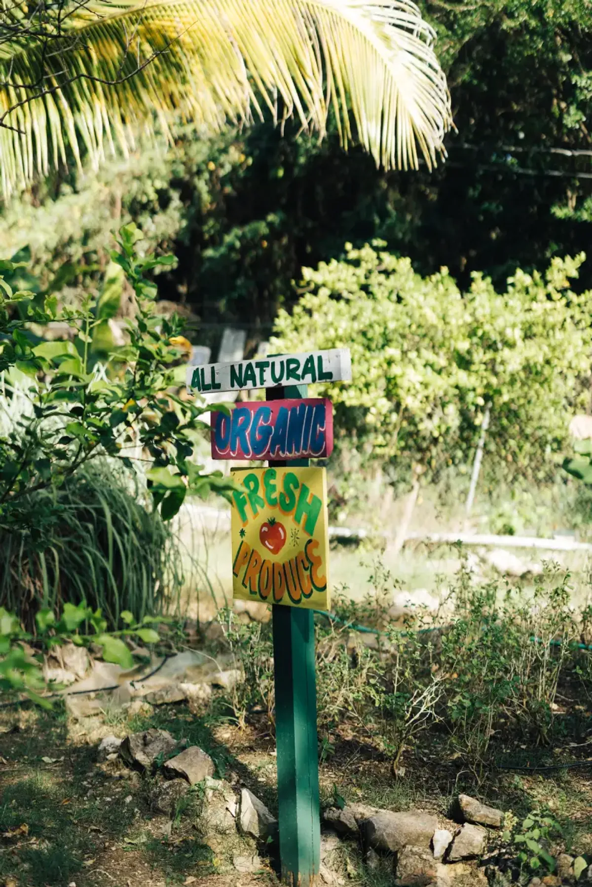 an image of colorful hand painted signs that decorate the Rockhouse Organic Farm Tour at the Rockhouse Hotel in Negril