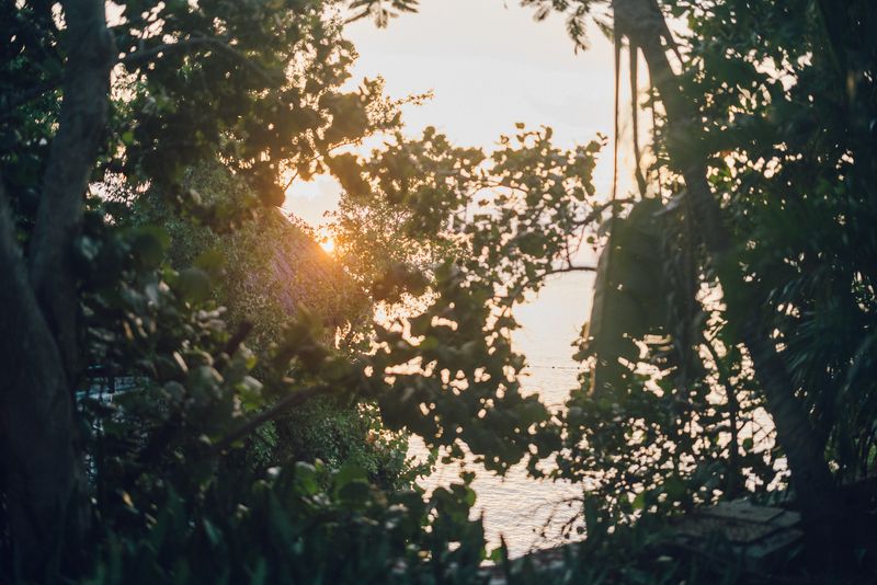 A soft, sunlit view through lush tropical foliage at Rockhouse Hotel in Negril, Jamaica, with the warm glow of sunrise reflecting over the Caribbean Sea.