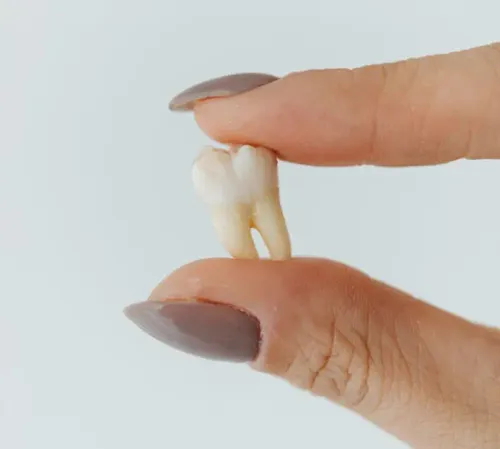 Close-up of a hand holding a tooth, representing pediatric tooth extraction services at East End Tooth Ferry in Southampton, New York